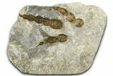 Dinosaur (Grallator) Track - Negative Impression #366838-1